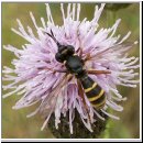 Conops quadrifasciatus - Dickkopffliege 12.jpg